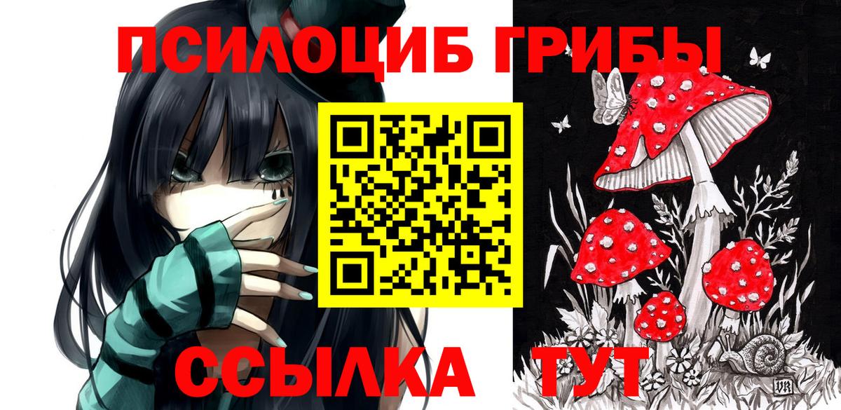 Псилоцибиновые грибы Psilocybe Тара